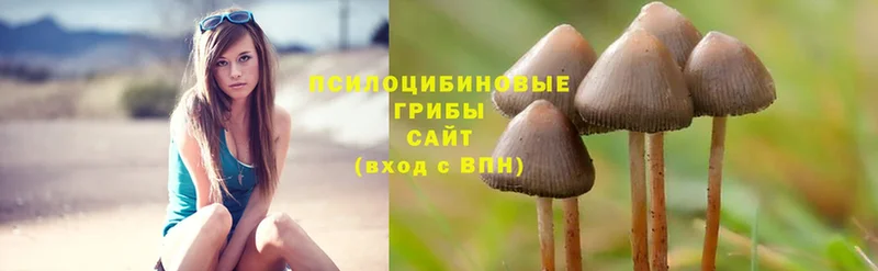 закладка  Лабытнанги  Псилоцибиновые грибы Psilocybe 